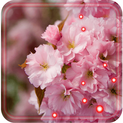 Sakura Japan Garden Live Wallpaper