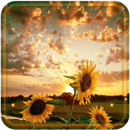  Sunflower Sunset 2018 live wallpaper