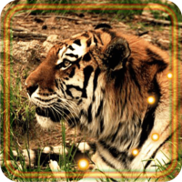 Tigers Predators live wallpaper