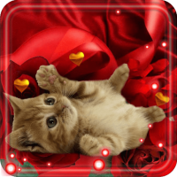 Valentine Kitty live wallpaper