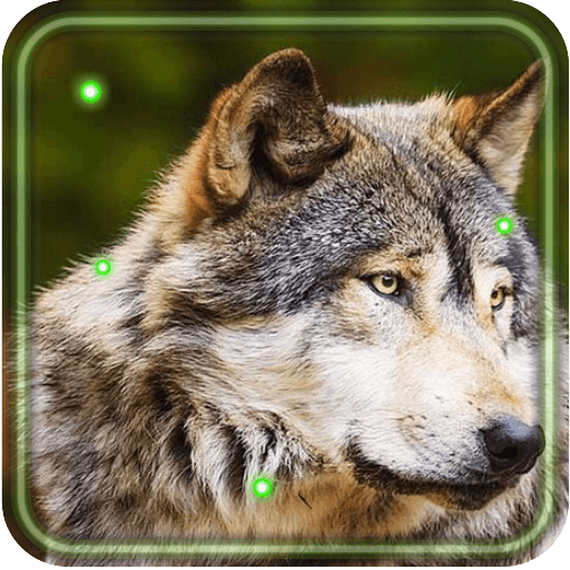 Wolves Gallery live wallpaper