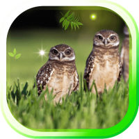 Owl Wild Forest