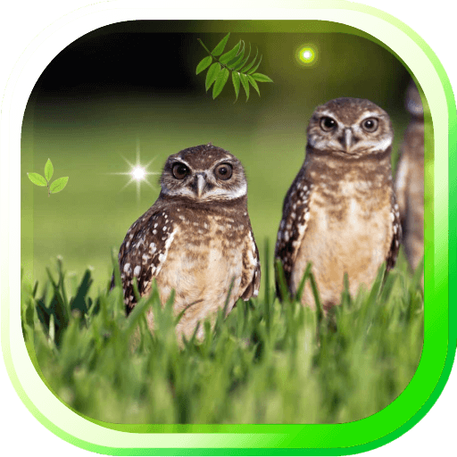 Owl Wild Forest