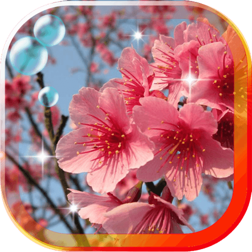 Sakura Cherry