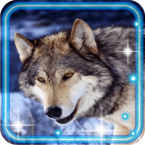 Wolf PhotoHD Live Wallpaper