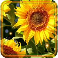 Sunflowers Free 2016