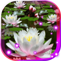 Lotos Lily Water LWP