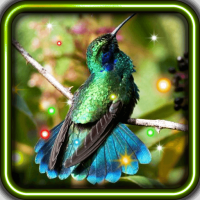 Exotic Hummingbird