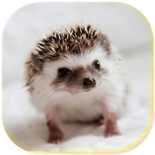Hedgehogs Cool live wallpaper