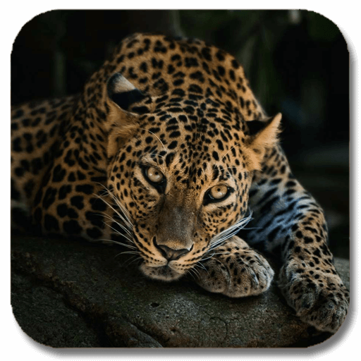 Jaguars HD Gallery