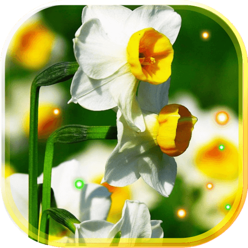 Narcissus Wild live wallpaper