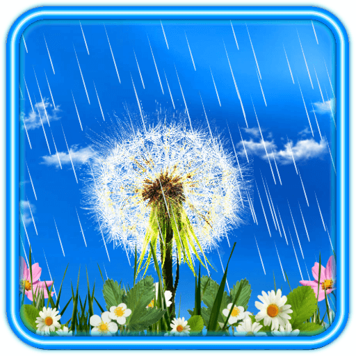Dandelions Rainy Day