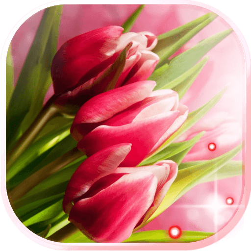 Pink Tulips live wallpaper