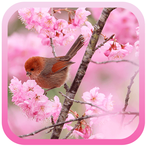 Sakura And Birds LWP