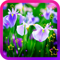 Irises China Garden