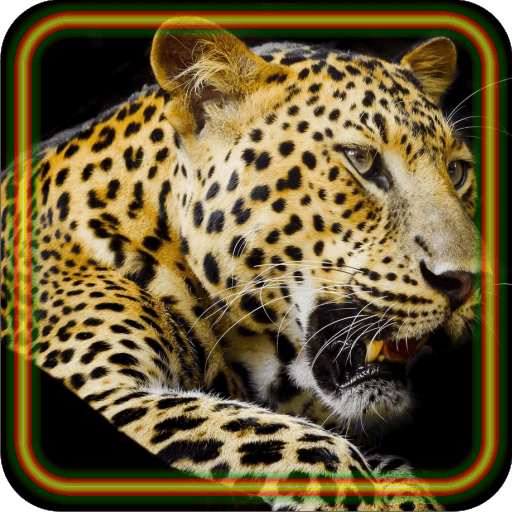 Leopard Jungle