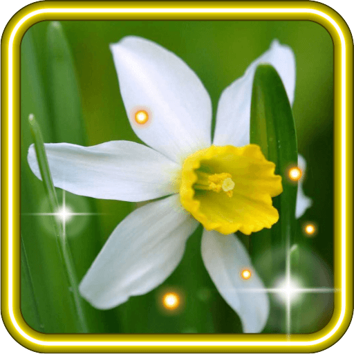 Narcissus Spring