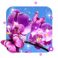 Orchid Spring