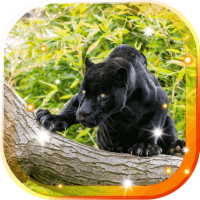 Panther Black Jaguar LWP