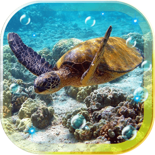 Tortoises Sea