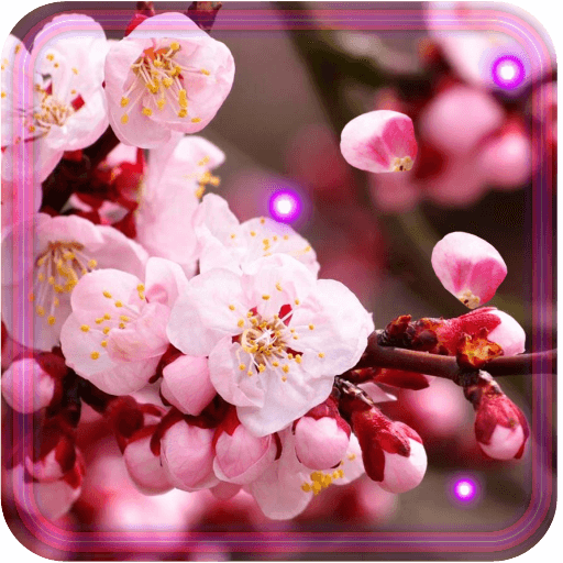 Sakura Blossoms HD