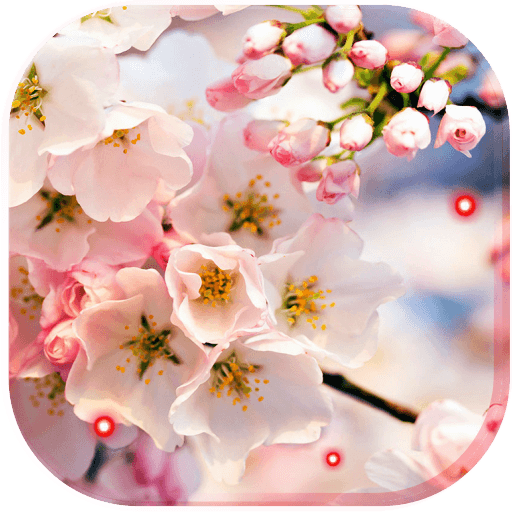 Apple Blossom Nice