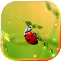Ladybird Beetle HD LWP