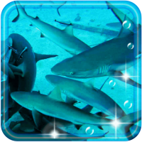 Sharks CoralReef