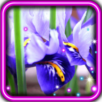 Spring Iris 2016