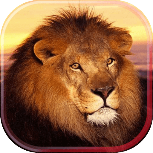 Lion Wild