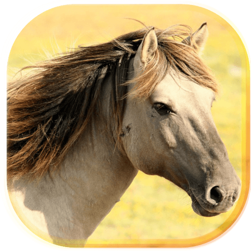 Horses Sounds 2017 LWP