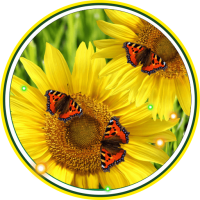 Butterflies n Sunflowers LWP