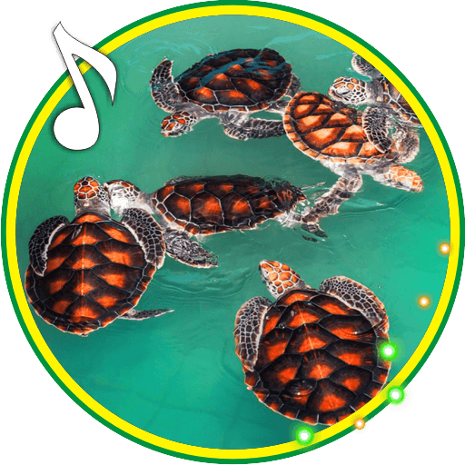 Turtles Cute live wallpaper