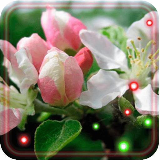 Apple Blossoms live wallpaper