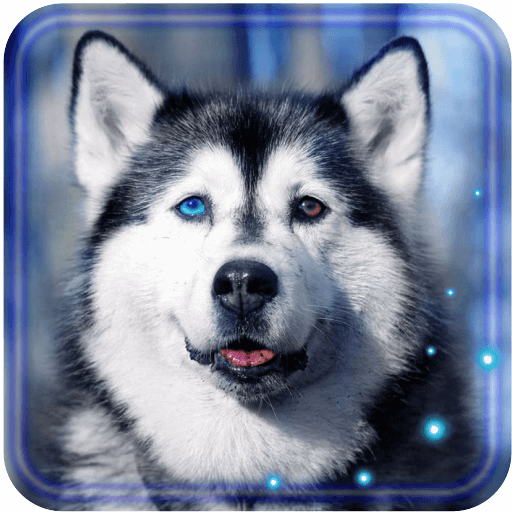 Husky Dogs Free live wallpaper