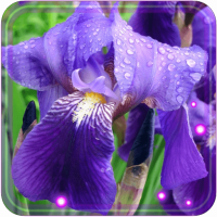Irises Best live wallpaper