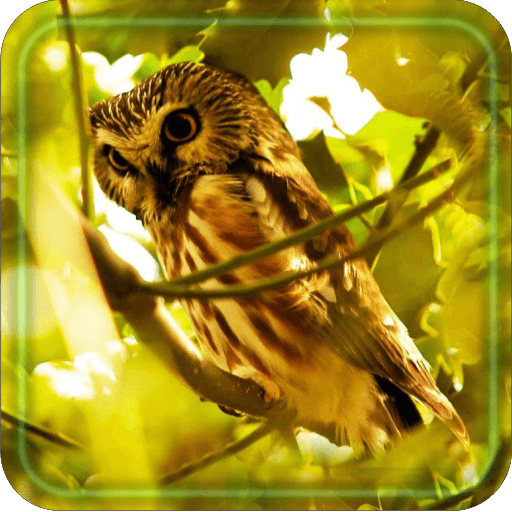 Owls Free HD live wallpaper