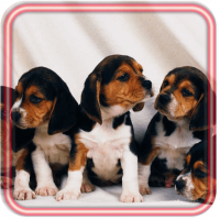 Puppy Pet Free Live wallpaper