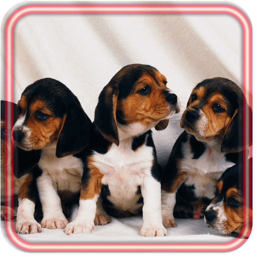 Puppy Pet Free Live wallpaper
