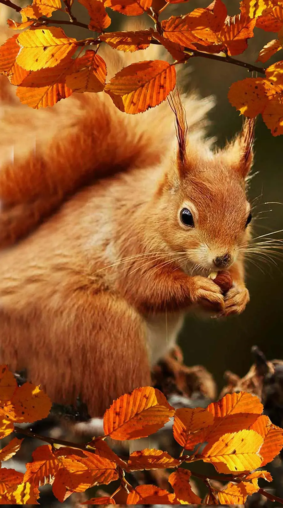 Animals Autumn Fantasy Nice Wallpaper Digital background, iphone wallpaper, i Phone 10 wallpaper, i Phone 15 wallpaper background, Galaxy A34 wallpaper background, Galaxy A54 wallpaper background, HONOR wallpaper background, for desktop, for PC, for computer