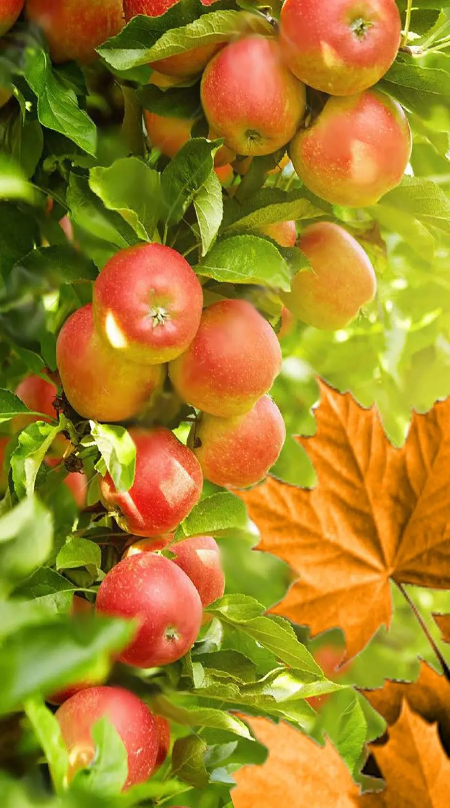 Apples Autumn Gold Awesome Wallpaper picture