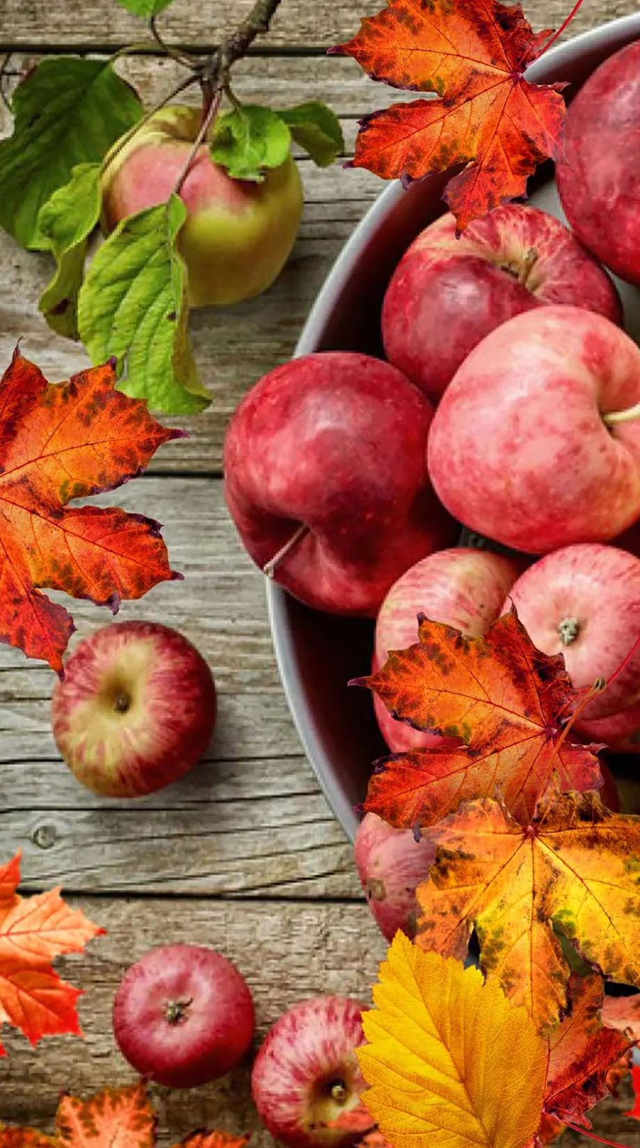 Apples Autumn Harvest HD Nice Wallpaper idea