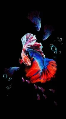 Aquarium Black Design Awesome Background