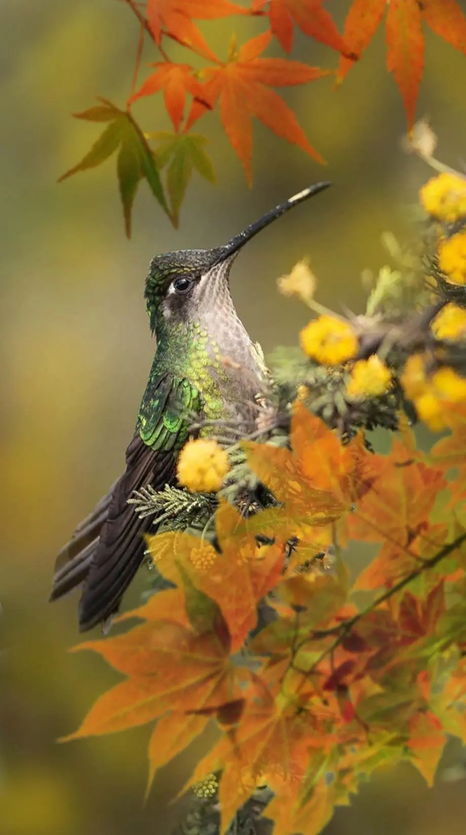 Autumn Birds Bright Cute Wallpaper picture Background, iphone wallpaper background, i Phone 15 wallpaper background, iPhone 15 Plus wallpaper background, Samsung Galaxy wallpaper background, Galaxy S24 wallpaper background, OPPO wallpaper background, for desktop, for PC, for computer