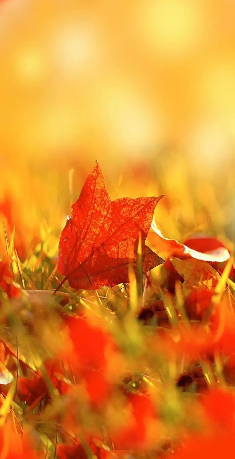 Autumn Colors Cool Cute Wallpaper Digital wallpaper, iphone wallpaper background, i Phone 12 wallpaper, i Phone 15 wallpaper background, Samsung wallpaper background, Samsung Galaxy wallpaper background, MEIZU wallpaper background for desktop, for PC, for computer