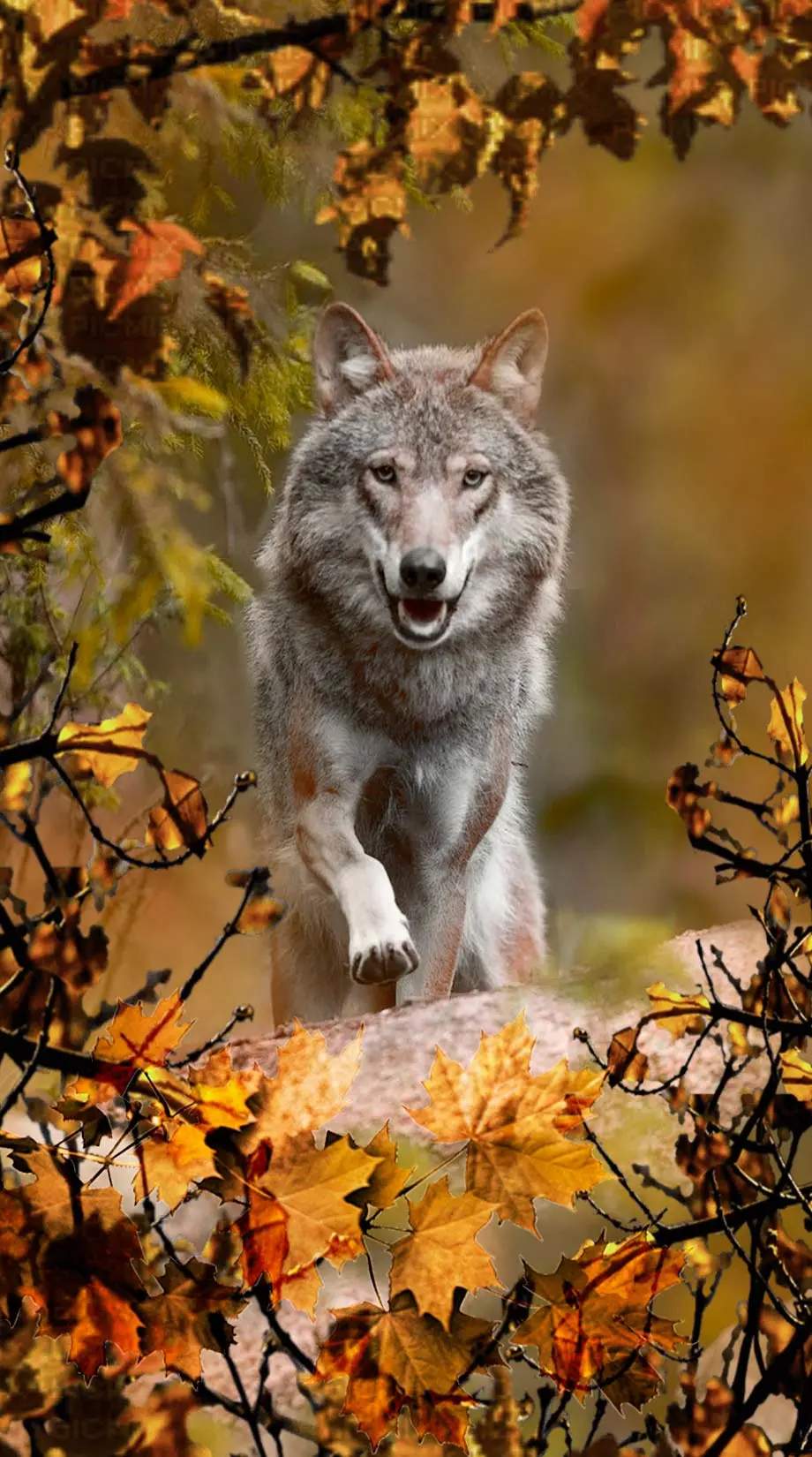 Autumn Images Delicate Excellent Background