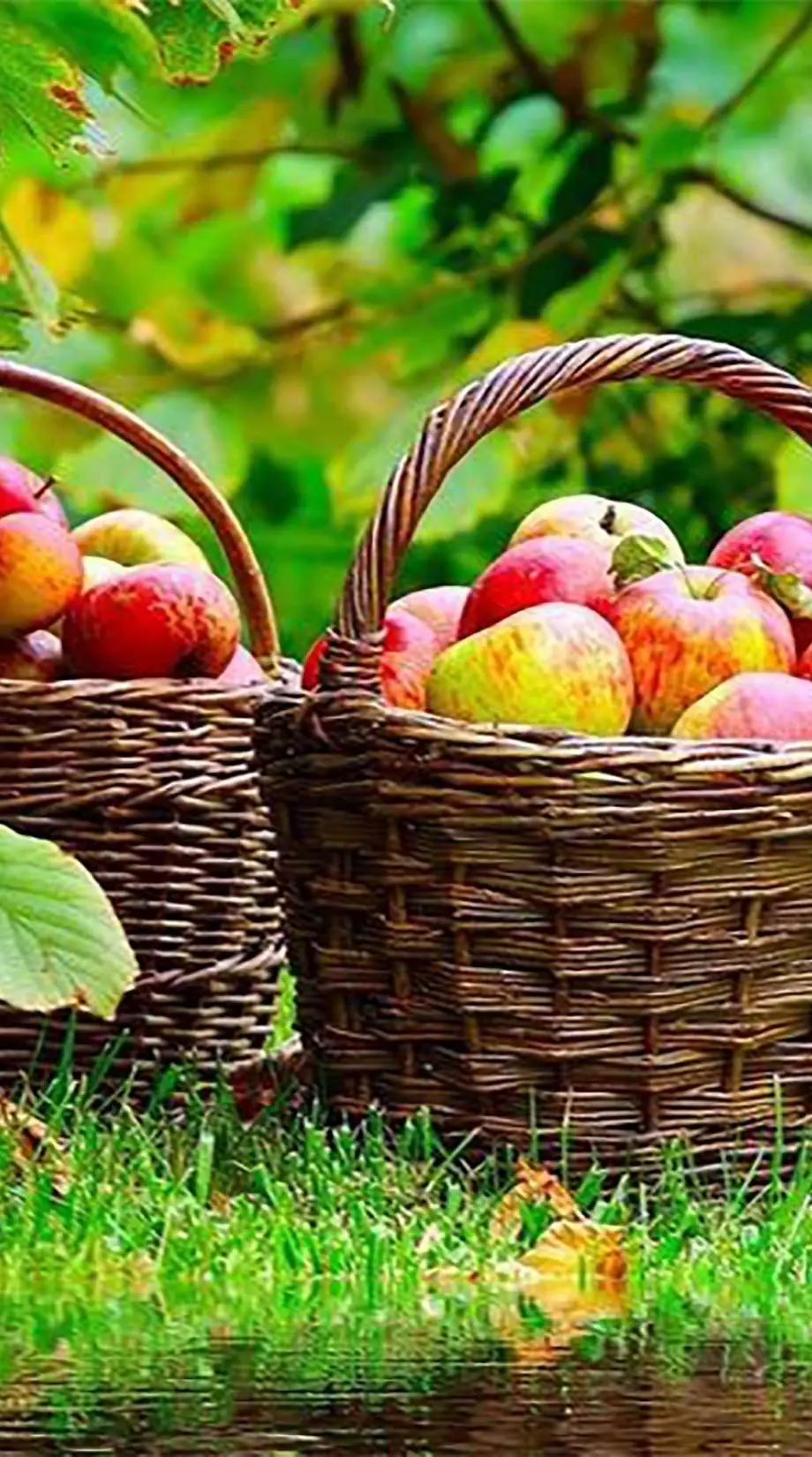 Iphone Apples Garden HD Perfect Wallpaper