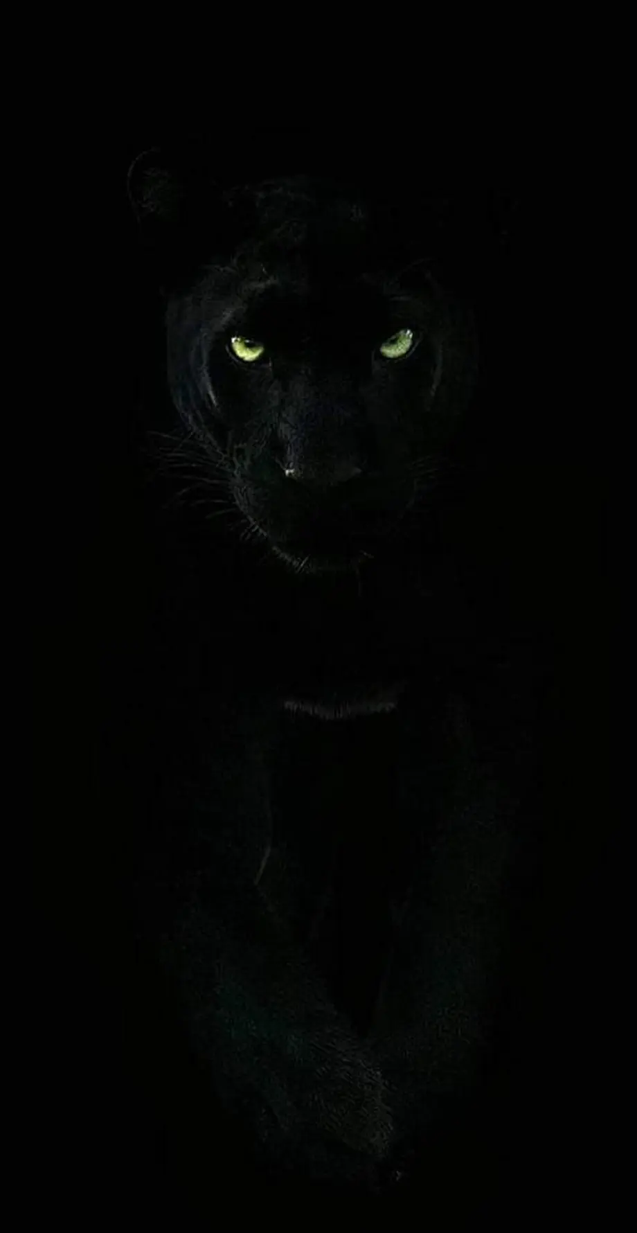 Panther Black Fantasy Top Wallpaper