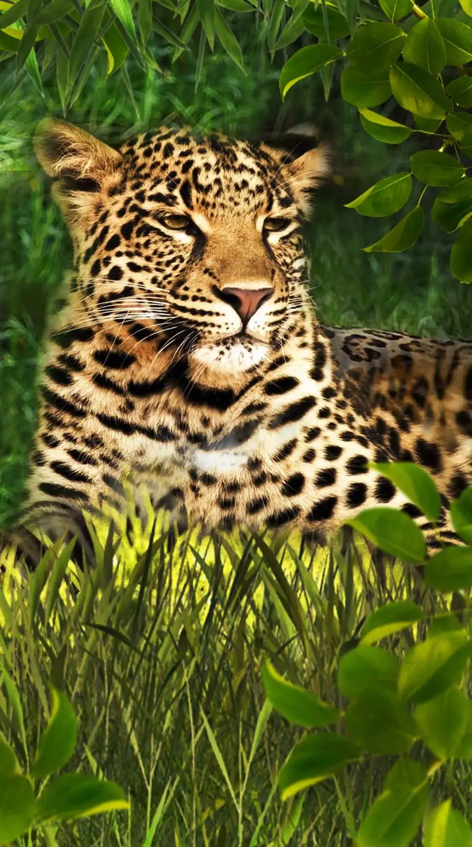 Animal Leopard Aesthetic Perfect Background