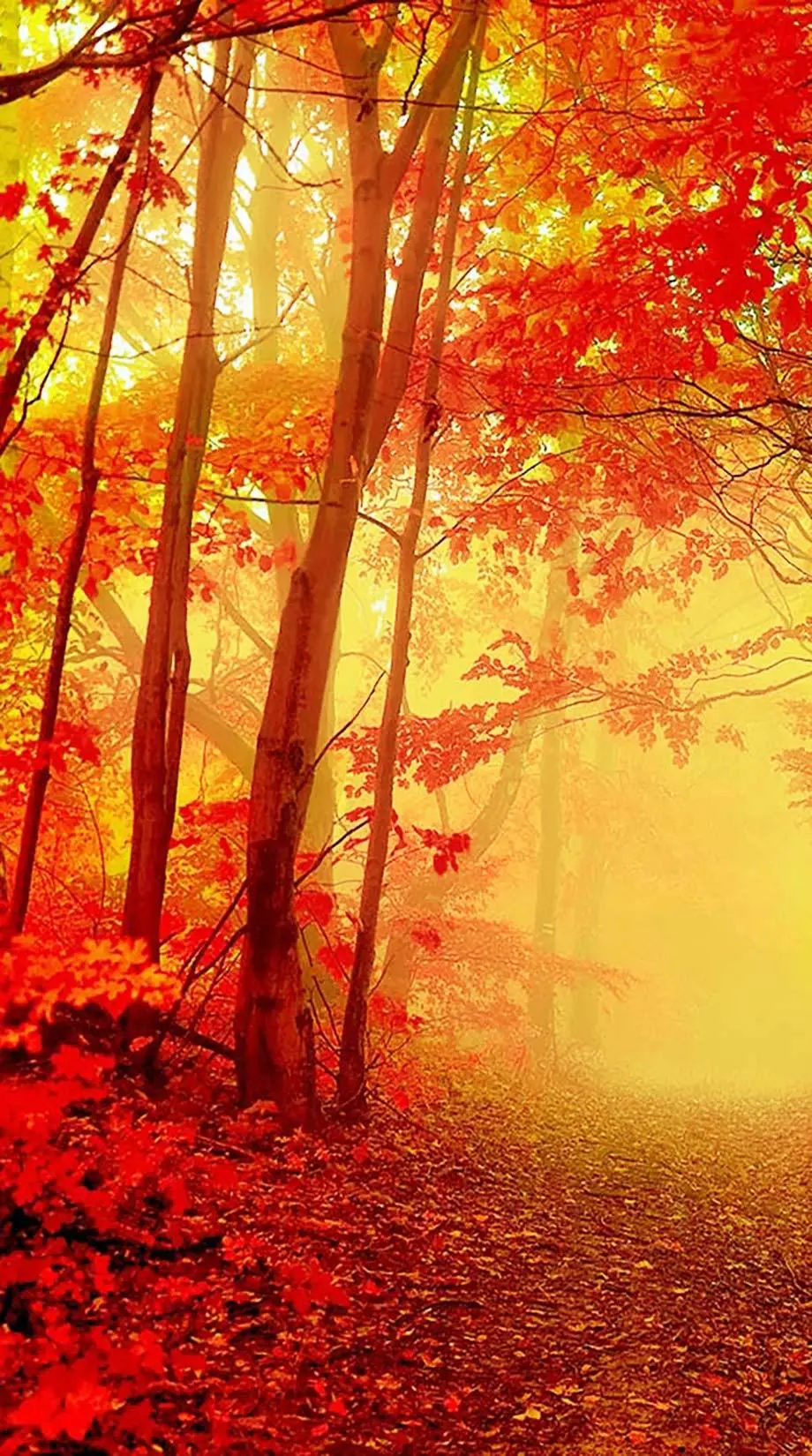 Autumn Android Original Awesome Background